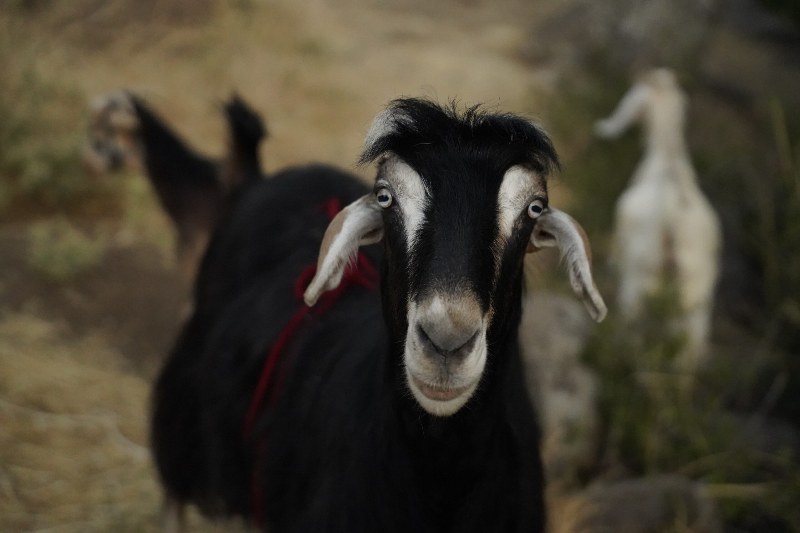 رصاصة في الرأس؟ لا داعي للقلق، صديق!