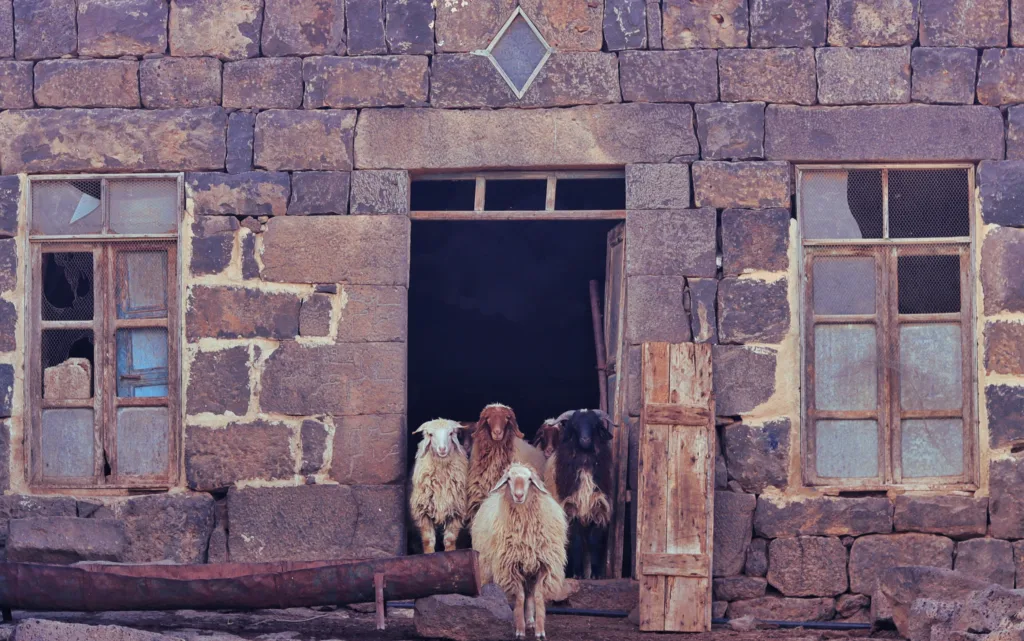ميثاق حبق التحريري صورة غنم على باب الحظيرة | Sheep at the door of the barn